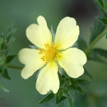 Lade das Bild in den Galerie-Viewer, Hohes Fingerkraut (Potentilla recta)