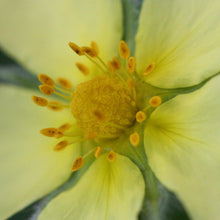 Lade das Bild in den Galerie-Viewer, Hohes Fingerkraut - FuturePlanter