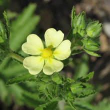 Lade das Bild in den Galerie-Viewer, Hohes Fingerkraut - FuturePlanter