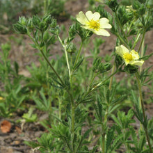Lade das Bild in den Galerie-Viewer, Hohes Fingerkraut (Potentilla recta)