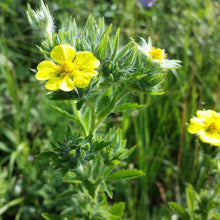 Lade das Bild in den Galerie-Viewer, Hohes Fingerkraut (Potentilla recta)