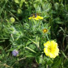 Lade das Bild in den Galerie-Viewer, Hohes Fingerkraut (Potentilla recta)