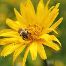 Lade das Bild in den Galerie-Viewer, Wiesen-Bocksbart (Tragopogon pratensis)