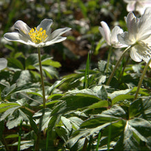 Lade das Bild in den Galerie-Viewer, Buschwindröschen (Anemone nemorosa)