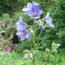 Lade das Bild in den Galerie-Viewer, Jakobsleiter (Polemonium caeruleum)