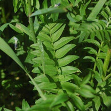 Lade das Bild in den Galerie-Viewer, Jakobsleiter Blattwerk (Polemonium caeruleum)