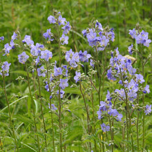 Lade das Bild in den Galerie-Viewer, Jakobsleiter (Polemonium caeruleum)