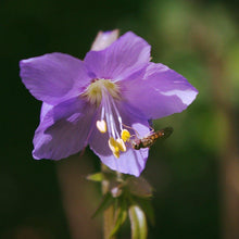 Lade das Bild in den Galerie-Viewer, Jakobsleiter (Polemonium caeruleum)
