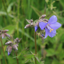 Lade das Bild in den Galerie-Viewer, Jakobsleiter (Polemonium caeruleum)