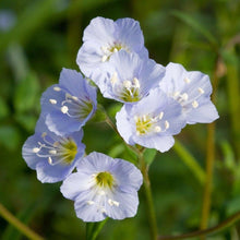Lade das Bild in den Galerie-Viewer, Jakobsleiter (Polemonium caeruleum)