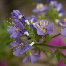 Lade das Bild in den Galerie-Viewer, Jakobsleiter (Polemonium caeruleum)