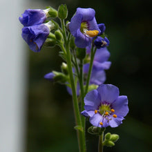 Lade das Bild in den Galerie-Viewer, Jakobsleiter (Polemonium caeruleum)
