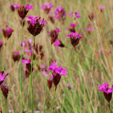 Lade das Bild in den Galerie-Viewer, Kartäuser-Nelke (Dianthus carthusianorum)