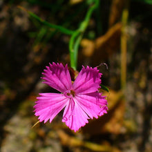 Lade das Bild in den Galerie-Viewer, Kartäuser-Nelke (Dianthus carthusianorum)