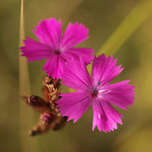 Lade das Bild in den Galerie-Viewer, Kartäuser-Nelke (Dianthus carthusianorum)