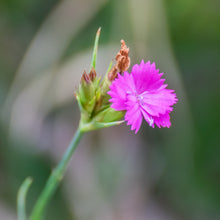Lade das Bild in den Galerie-Viewer, Kartäuser-Nelke (Dianthus carthusianorum)