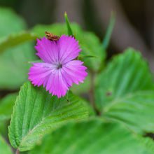 Lade das Bild in den Galerie-Viewer, Kartäuser-Nelke (Dianthus carthusianorum)