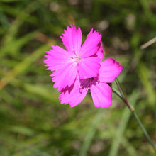 Lade das Bild in den Galerie-Viewer, Kartäuser-Nelke (Dianthus carthusianorum)