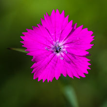 Lade das Bild in den Galerie-Viewer, Kartäuser-Nelke (Dianthus carthusianorum)