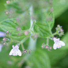 Lade das Bild in den Galerie-Viewer, Kleinblütige Bergminze (Calamintha nepeta)