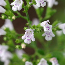 Lade das Bild in den Galerie-Viewer, Kleinblütige Bergminze (Calamintha nepeta)