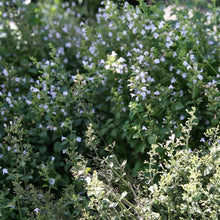 Lade das Bild in den Galerie-Viewer, Kleinblütige Bergminze (Calamintha nepeta)