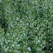Lade das Bild in den Galerie-Viewer, Kleinblütige Bergminze (Calamintha nepeta)