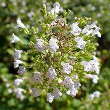 Lade das Bild in den Galerie-Viewer, Kleinblütige Bergminze (Calamintha nepeta)