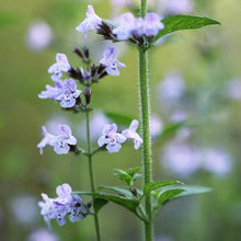 Lade das Bild in den Galerie-Viewer, Kleinblütige Bergminze (Calamintha nepeta)