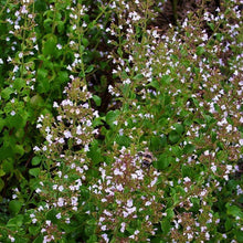 Lade das Bild in den Galerie-Viewer, Kleinblütige Bergminze (Calamintha nepeta)