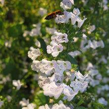 Lade das Bild in den Galerie-Viewer, Kleinblütige Bergminze (Calamintha nepeta)
