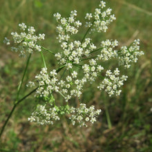 Lade das Bild in den Galerie-Viewer, Kleine Bibernelle (Pimpinella saxifraga)