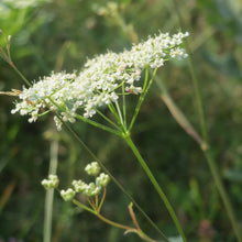 Lade das Bild in den Galerie-Viewer, Kleine Bibernelle (Pimpinella saxifraga)