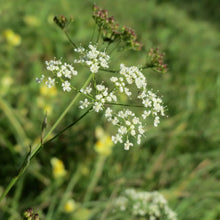 Lade das Bild in den Galerie-Viewer, Kleine Bibernelle (Pimpinella saxifraga)