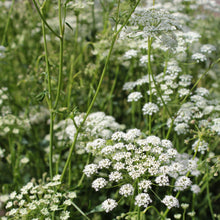 Lade das Bild in den Galerie-Viewer, Kleine Bibernelle (Pimpinella saxifraga)