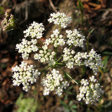 Lade das Bild in den Galerie-Viewer, Kleine Bibernelle (Pimpinella saxifraga)