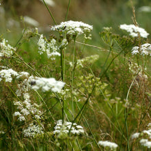 Lade das Bild in den Galerie-Viewer, Kleine Bibernelle (Pimpinella saxifraga)