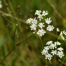 Lade das Bild in den Galerie-Viewer, Kleine Bibernelle (Pimpinella saxifraga)