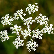Lade das Bild in den Galerie-Viewer, Kleine Bibernelle (Pimpinella saxifraga)