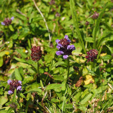 Lade das Bild in den Galerie-Viewer, Kleine Braunelle prunella vulgaris