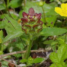 Lade das Bild in den Galerie-Viewer, Kleine Braunelle prunella vulgaris