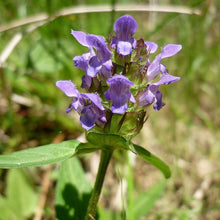 Lade das Bild in den Galerie-Viewer, Kleine Braunelle prunella vulgaris