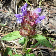 Lade das Bild in den Galerie-Viewer, Kleine Braunelle prunella vulgaris