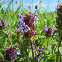 Lade das Bild in den Galerie-Viewer, Kleine Braunelle prunella vulgaris