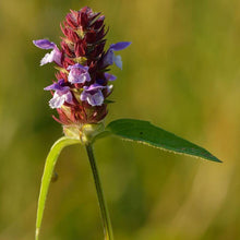 Lade das Bild in den Galerie-Viewer, Kleine Braunelle prunella vulgaris