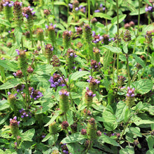 Lade das Bild in den Galerie-Viewer, Kleine Braunelle prunella vulgaris