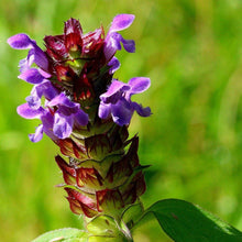 Lade das Bild in den Galerie-Viewer, Kleine Braunelle prunella vulgaris