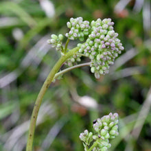 Lade das Bild in den Galerie-Viewer, Kleine Wiesenraute (Thalictrum minus)