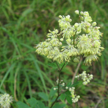 Lade das Bild in den Galerie-Viewer, Kleine Wiesenraute (Thalictrum minus)