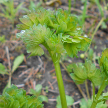 Lade das Bild in den Galerie-Viewer, Kleine Wiesenraute (Thalictrum minus)